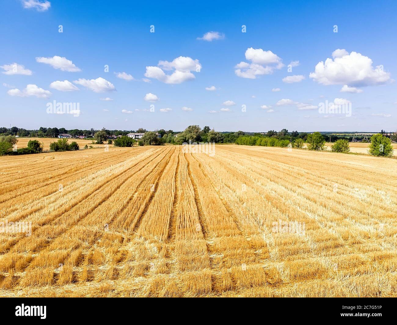 Vista dall'alto del drone aereo del campo di grano dorato falciato raccolto in estate o autunno luminoso con il cielo blu vibrante sullo sfondo. Giallo agricolo Foto Stock