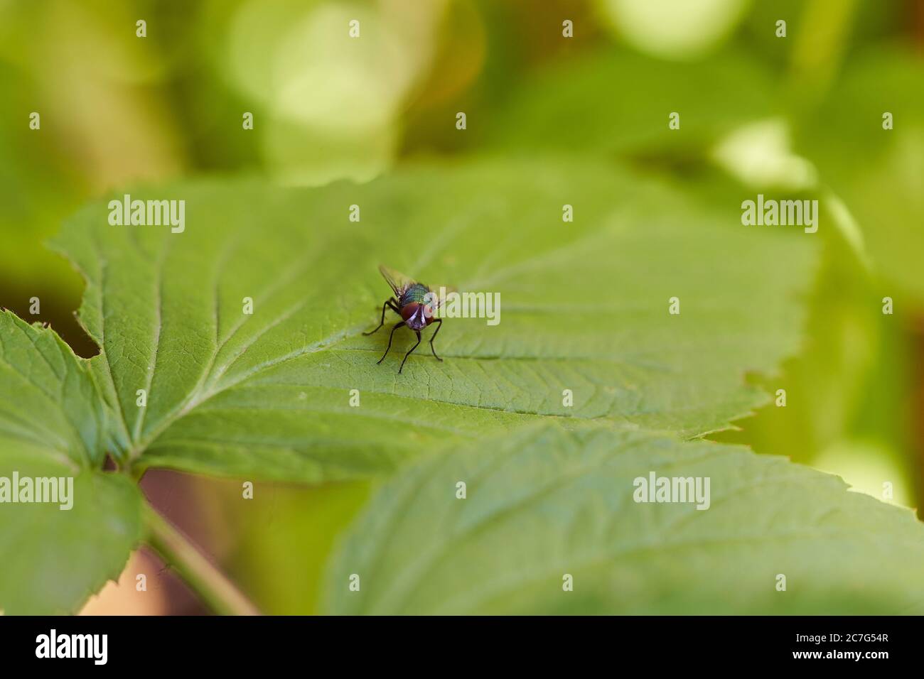 Il mosca si siede su un foglio verde. Primo piano. Effetti di luce. Foto Stock