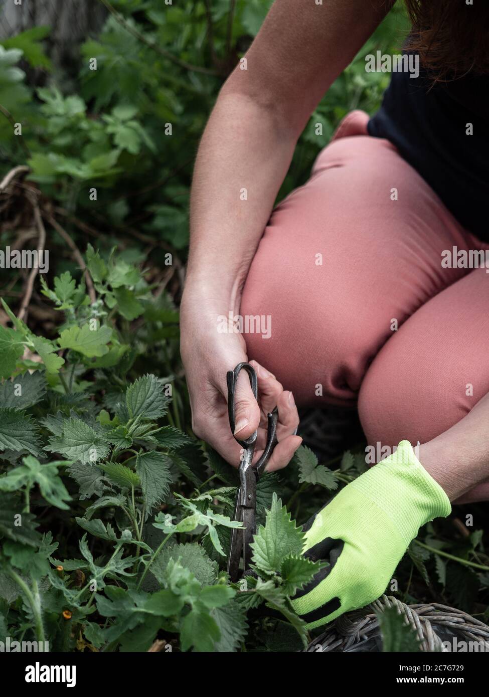 Donna che raccoglie foglie fresche di ortica. Foto Stock