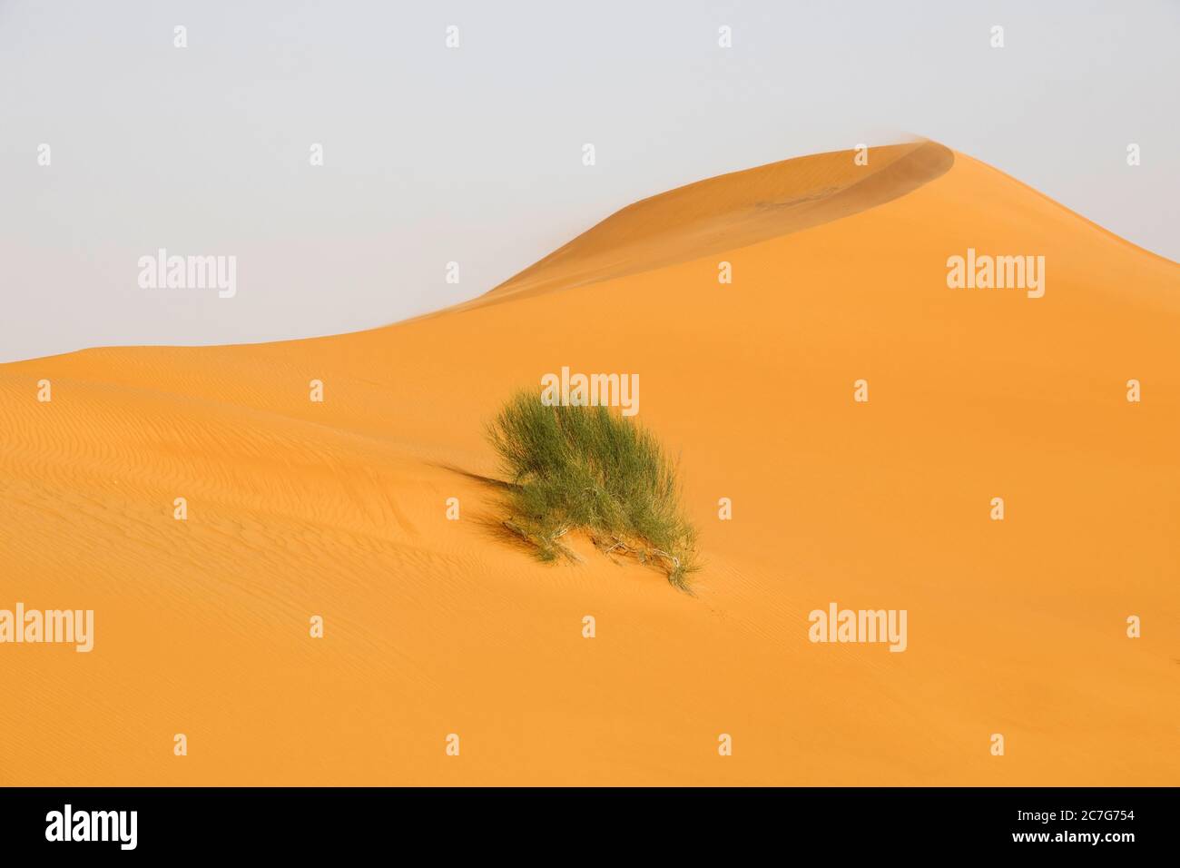 Duna di sabbia color oro con un cespuglio in Arabia Saudita Foto Stock