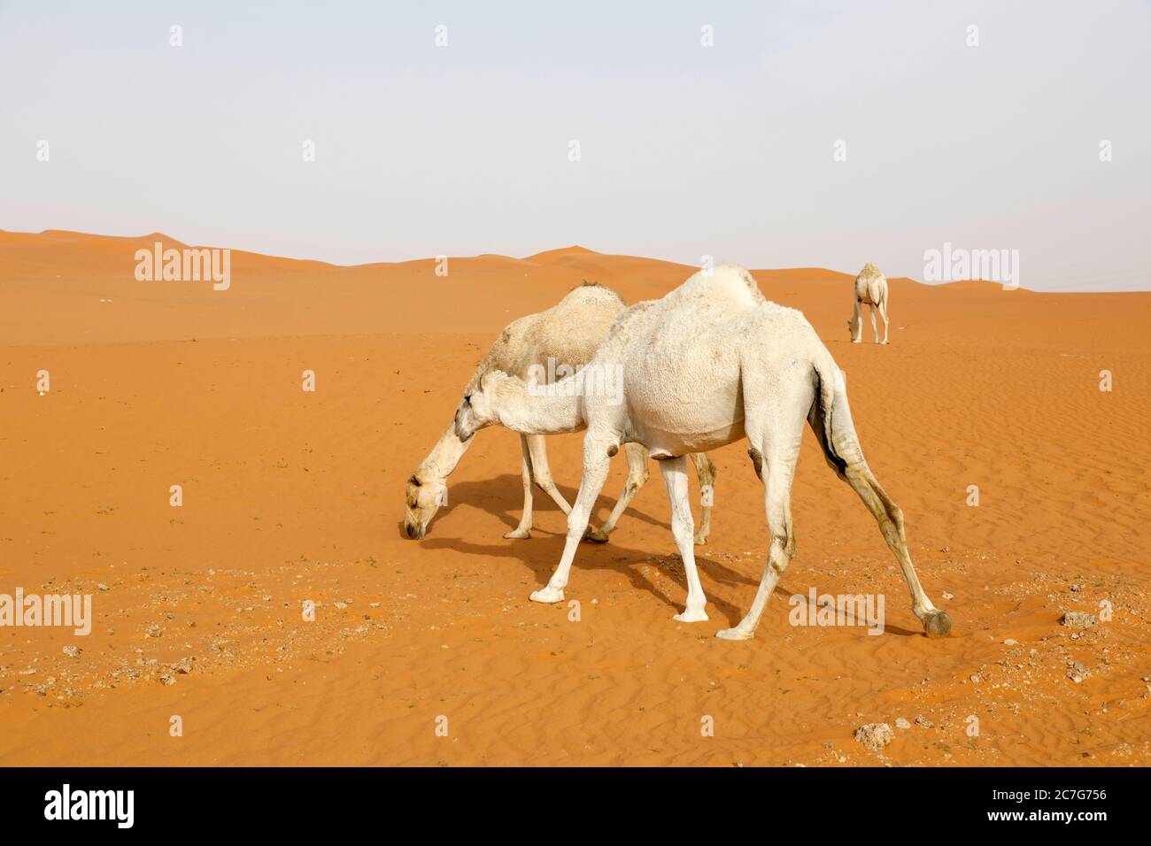 Un cammello cerca cibo nel deserto dell'Arabia Saudita Foto Stock