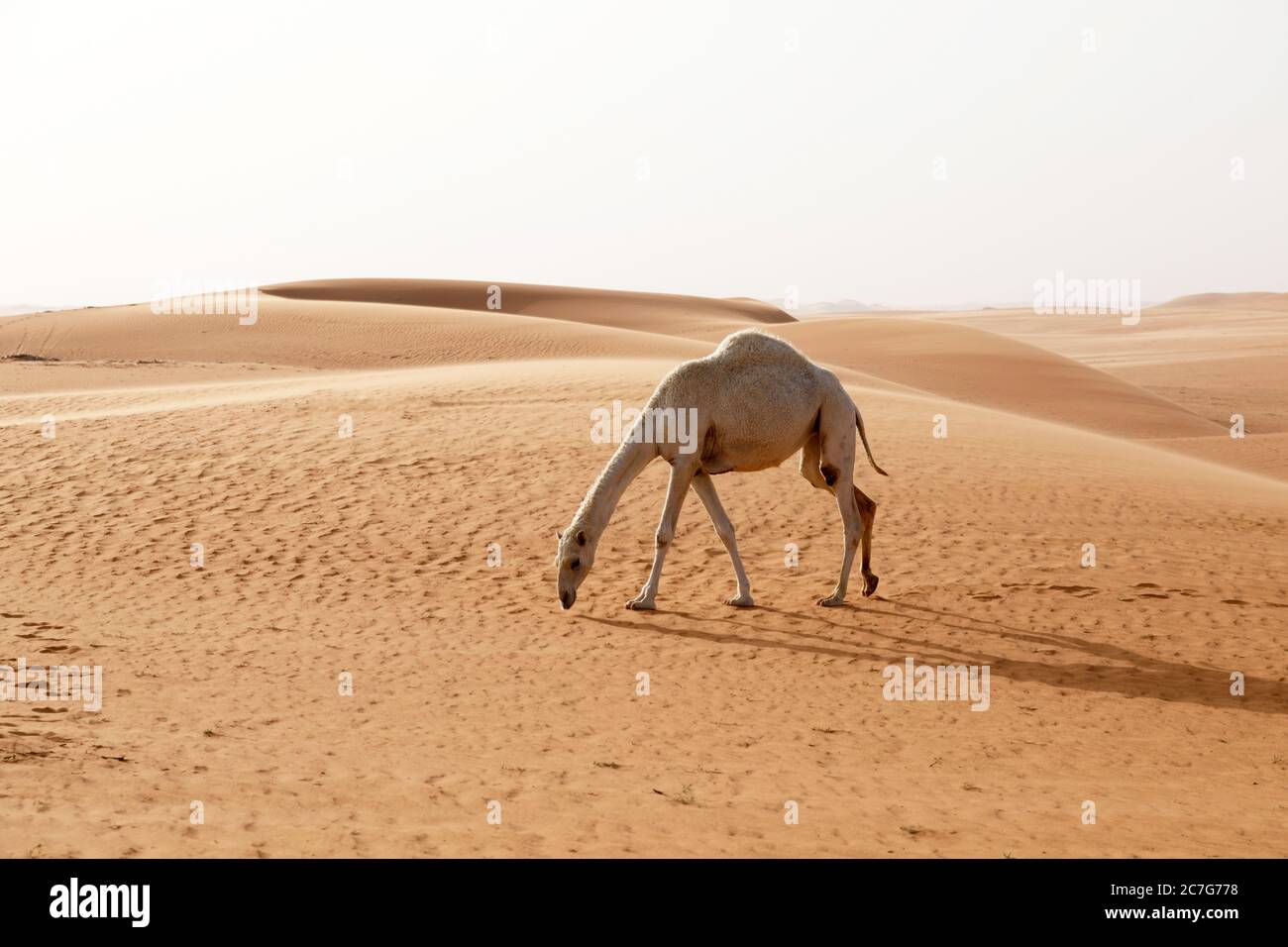 Un cammello cerca cibo nel deserto dell'Arabia Saudita Foto Stock