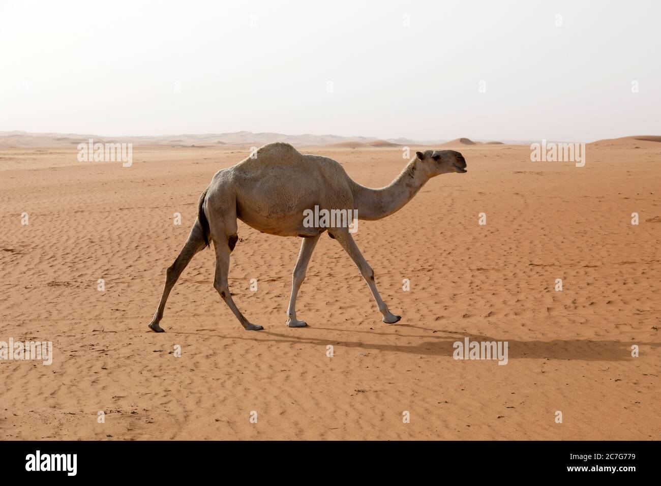 Un cammello attraversa il deserto in Arabia Saudita Foto Stock