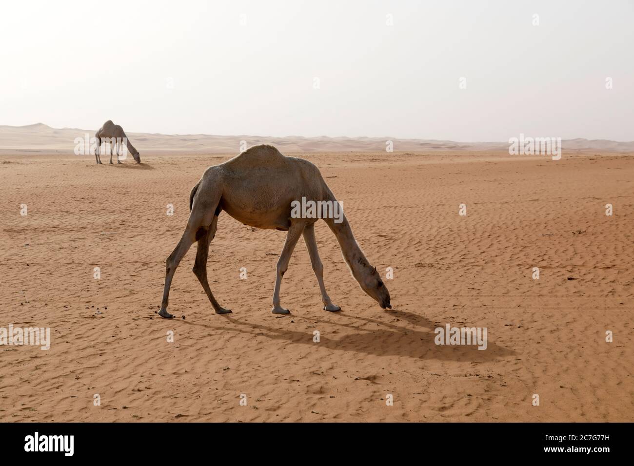 Due cammelli sono alla ricerca di cibo nel deserto dell'Arabia Saudita Foto Stock