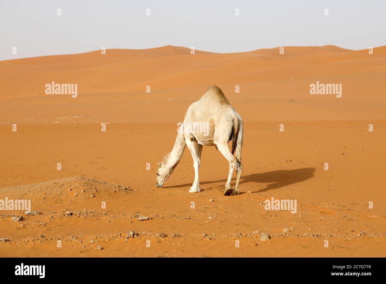 Un cammello cerca cibo nel deserto dell'Arabia Saudita Foto Stock