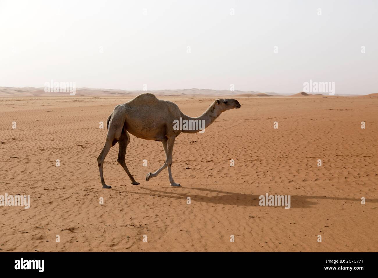 Un cammello attraversa il deserto in Arabia Saudita Foto Stock