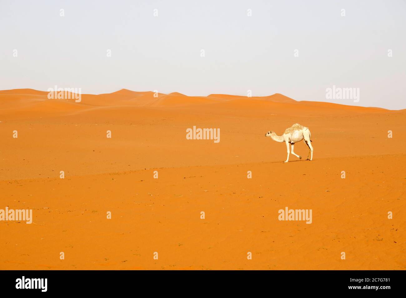 Un cammello attraversa il deserto in Arabia Saudita Foto Stock