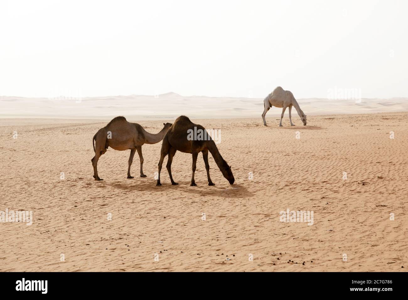 Tre cammelli sono alla ricerca di cibo nel deserto dell'Arabia Saudita Foto Stock
