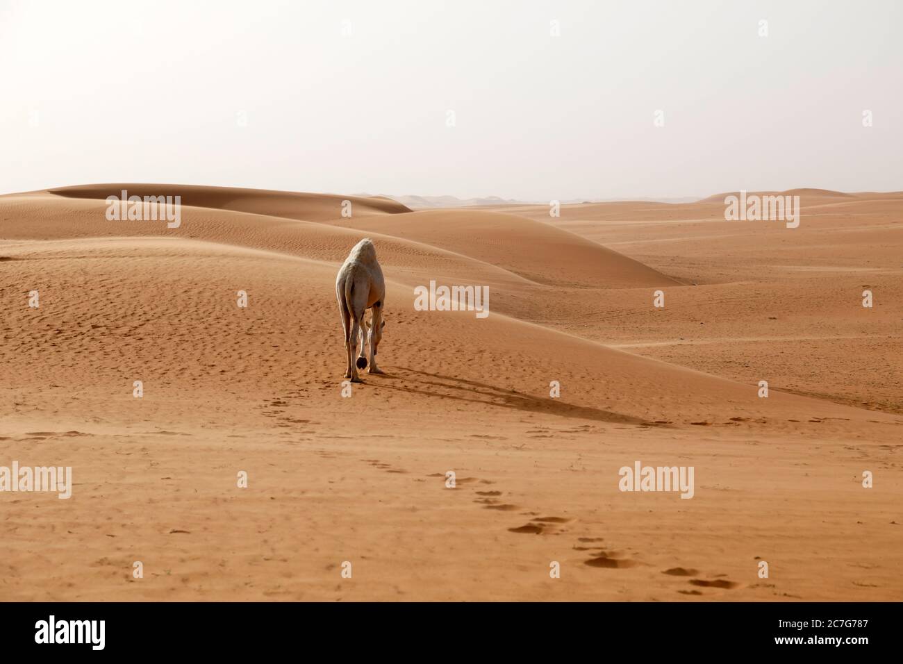 Un cammello attraversa il deserto in Arabia Saudita Foto Stock