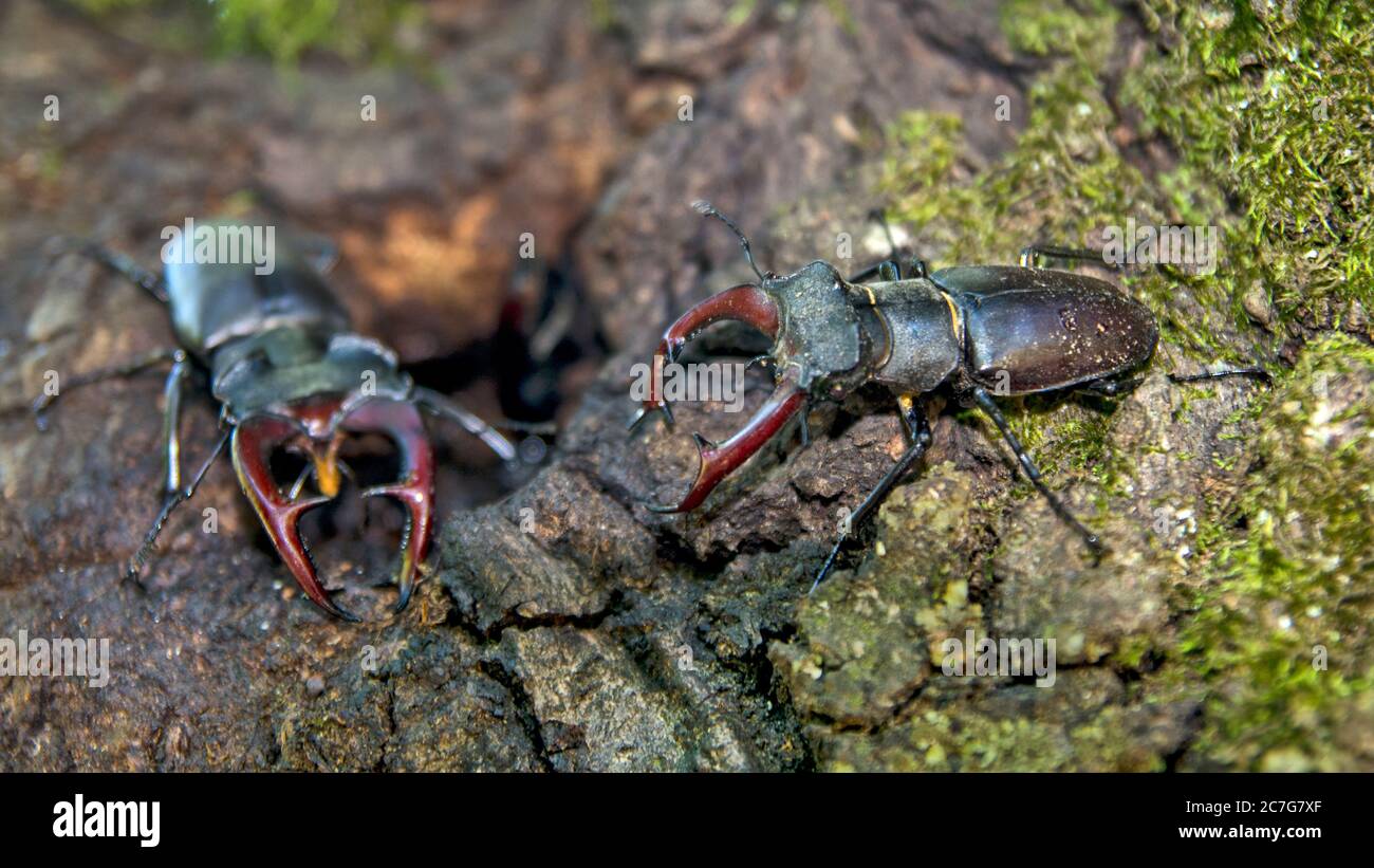Un paio di adulti europei scarabeo Lucanus cervon su un albero difende l'ingresso alla loro comunità. All'interno sono i cubetti di questo paio di scarabei. Foto Stock