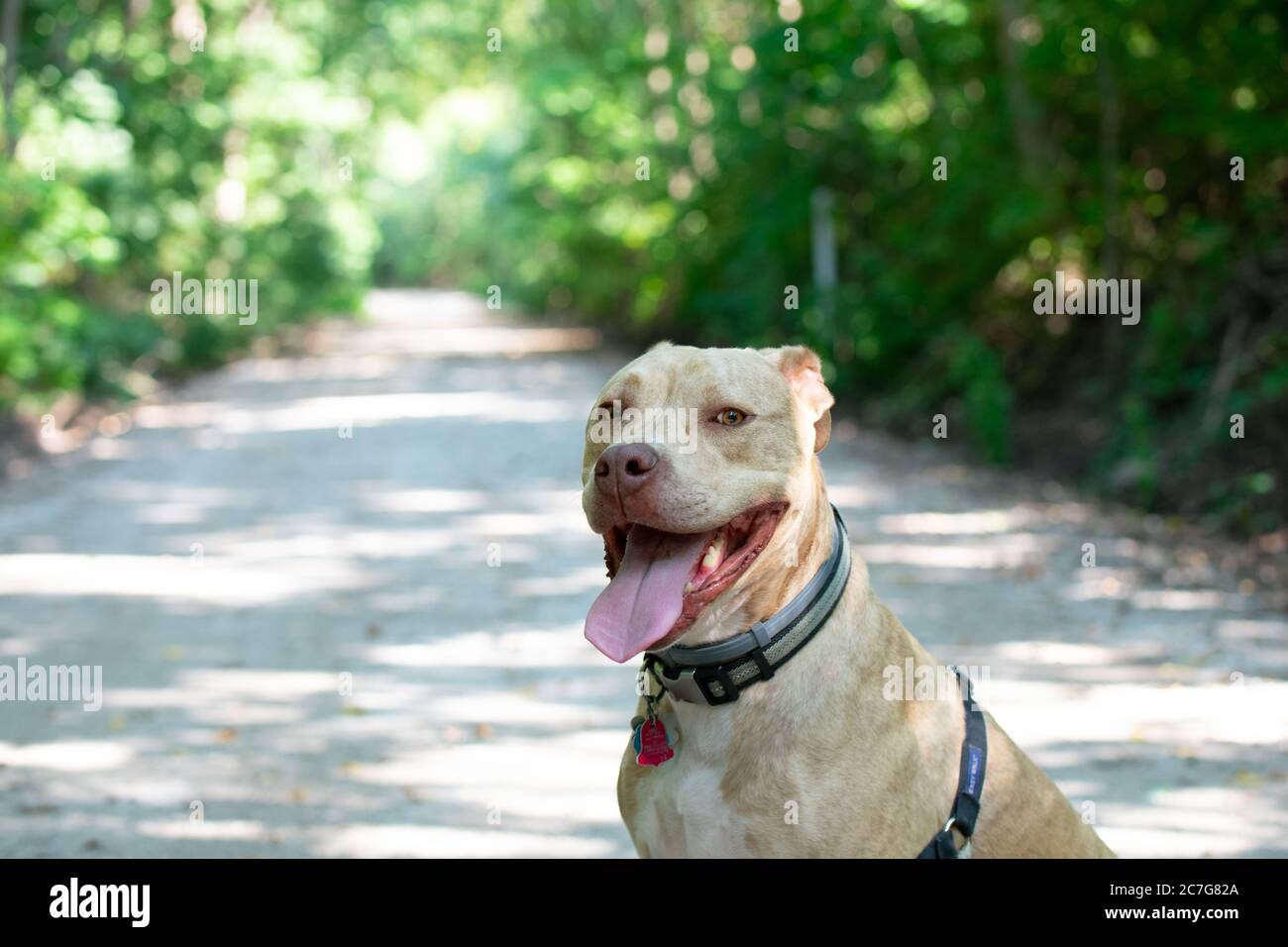 Bianco e marrone americano pit bull terrier seduta sul strada con la lingua fuori Foto Stock
