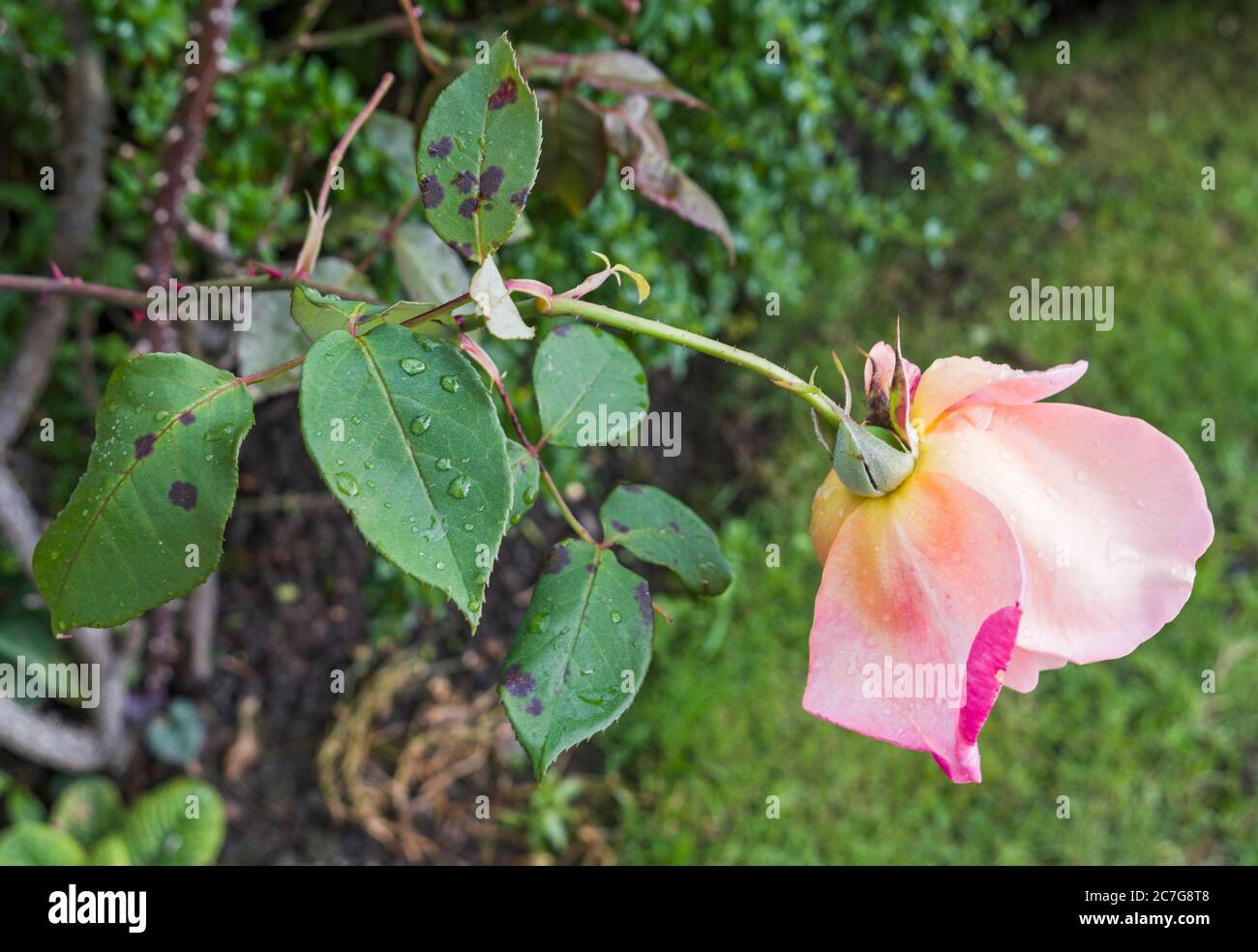 Foglie di una pianta di rosa mostrano segni di malattia fungina macchia nera, Marssonina. Foto Stock