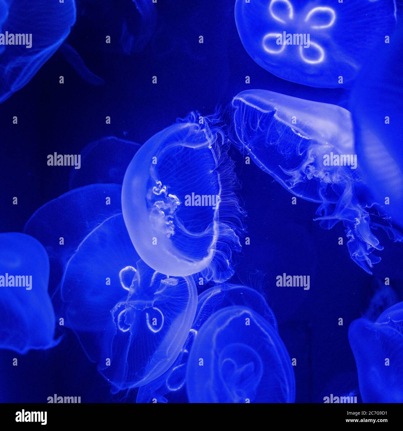 C'è un sacco di meduse nell'oceano - ottimo per un articolo sulla vita subacquea Foto Stock