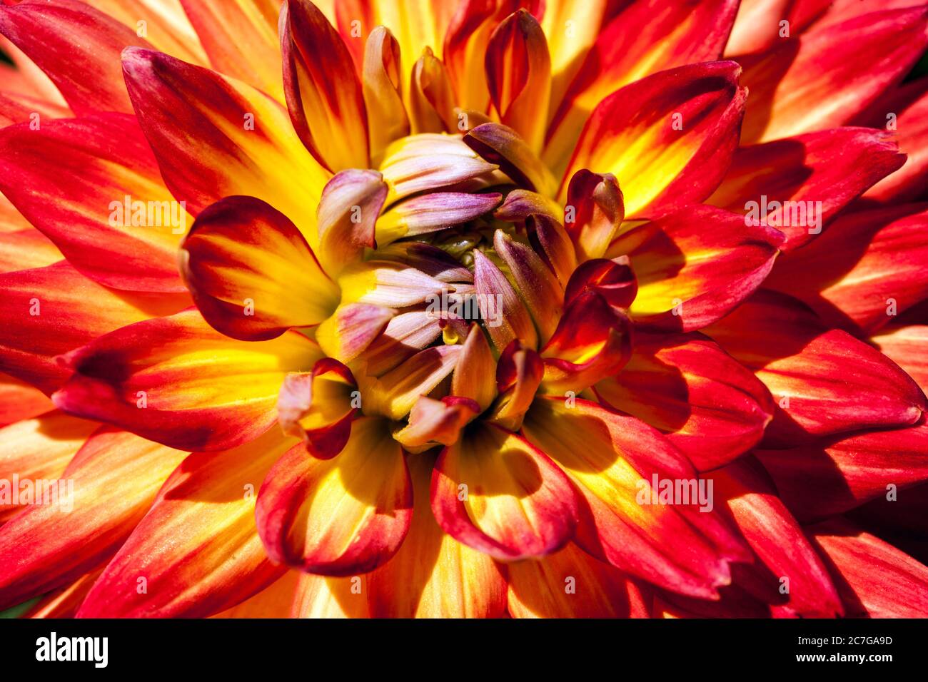 Bella Dahlia fiore 'Electric Flash' rosso-arancione miscela vivace primo piano fiore Foto Stock