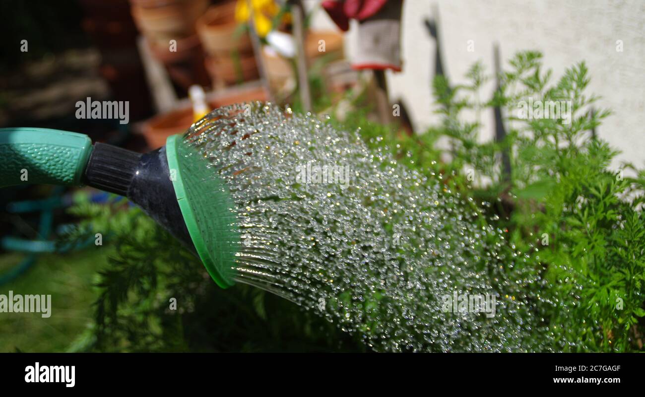 Un flusso d'acqua da un lattello di irrigazione. Coltivazione nel giardino di casa. Macro con gocce. Foto Stock