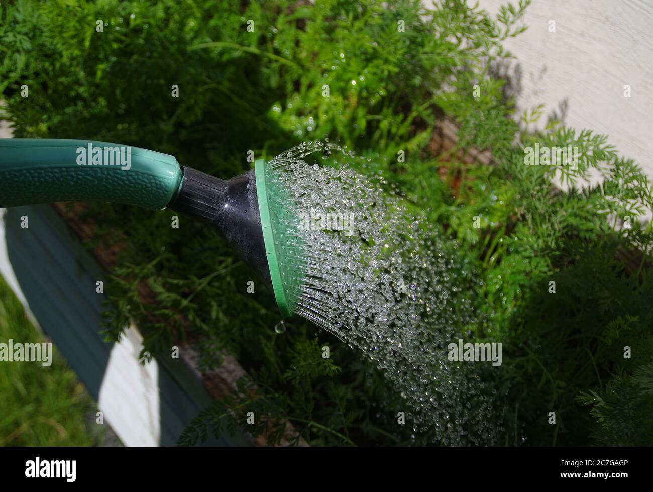 Un flusso d'acqua da un lattello di irrigazione. Coltivazione nel giardino di casa. Macro con gocce. Foto Stock