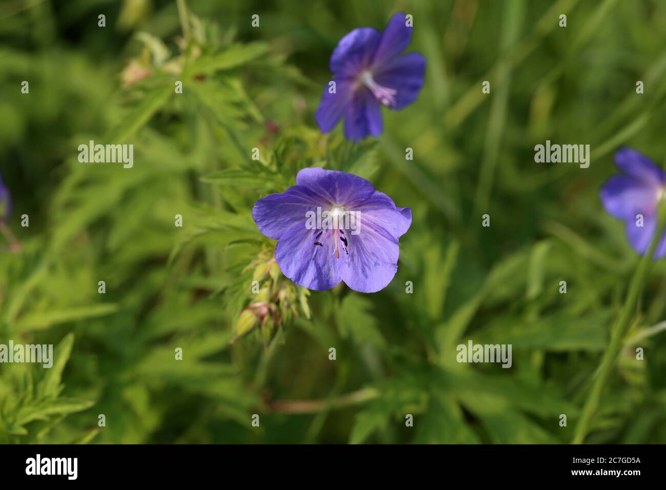 Delicati fiori blu del geranio prato Foto Stock