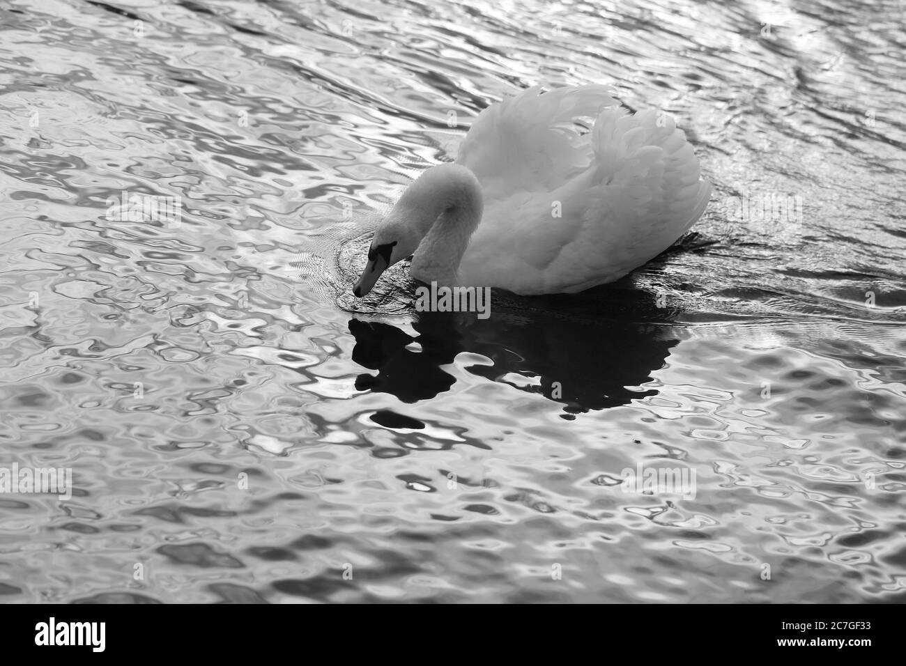 Foto di un cigno bianco su uno stagno nel parco Foto Stock