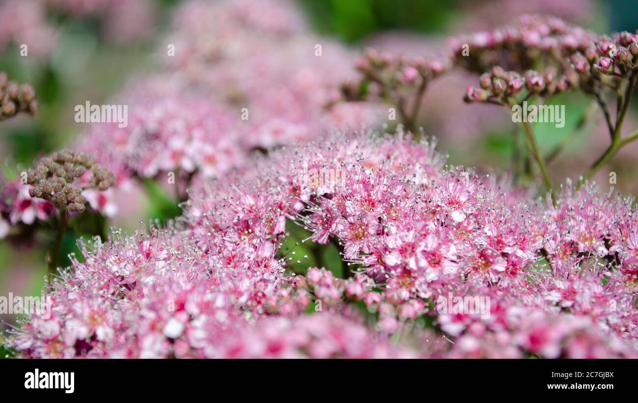 Astratto sfondo morbido con bellissimi fiori rosa. Fioritura e luce solare. Immagine di messa a fuoco selettiva. Foto Stock