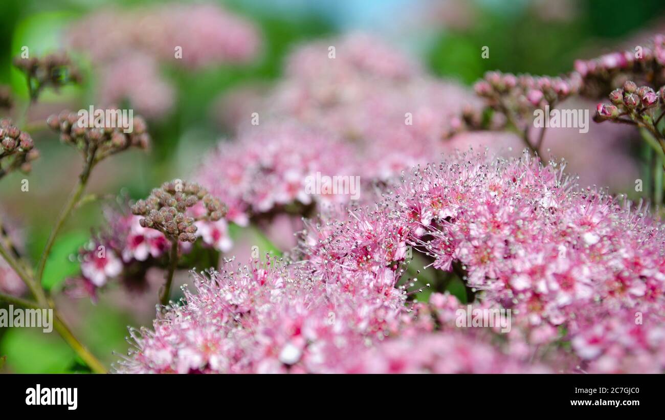 Astratto sfondo morbido con bellissimi fiori rosa. Fioritura e luce solare. Immagine di messa a fuoco selettiva. Foto Stock