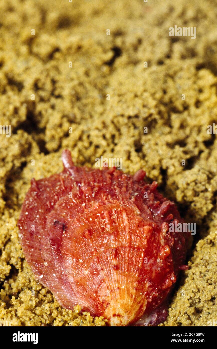 Arabia Saudita Thorny Oyster a Sand Foto Stock