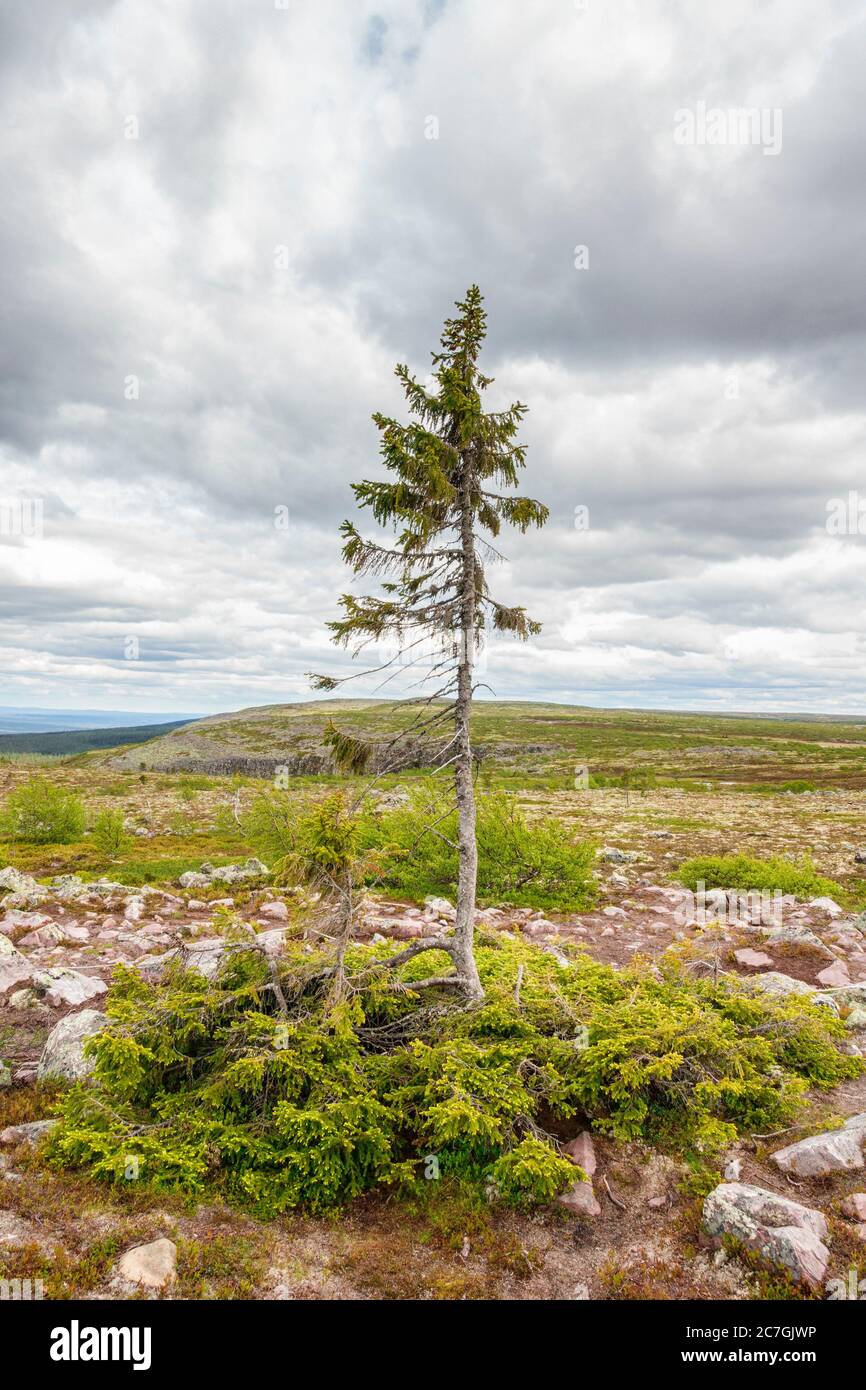 Old Tjikko un famoso albero di abete rosso nel parco nazionale di Fulufjallet in Svezia Foto Stock