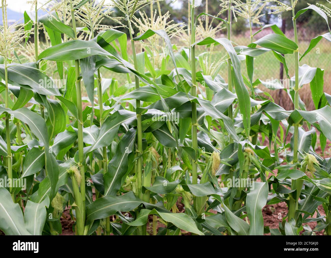 Parte di piante di mais in orto casalinghe Foto Stock