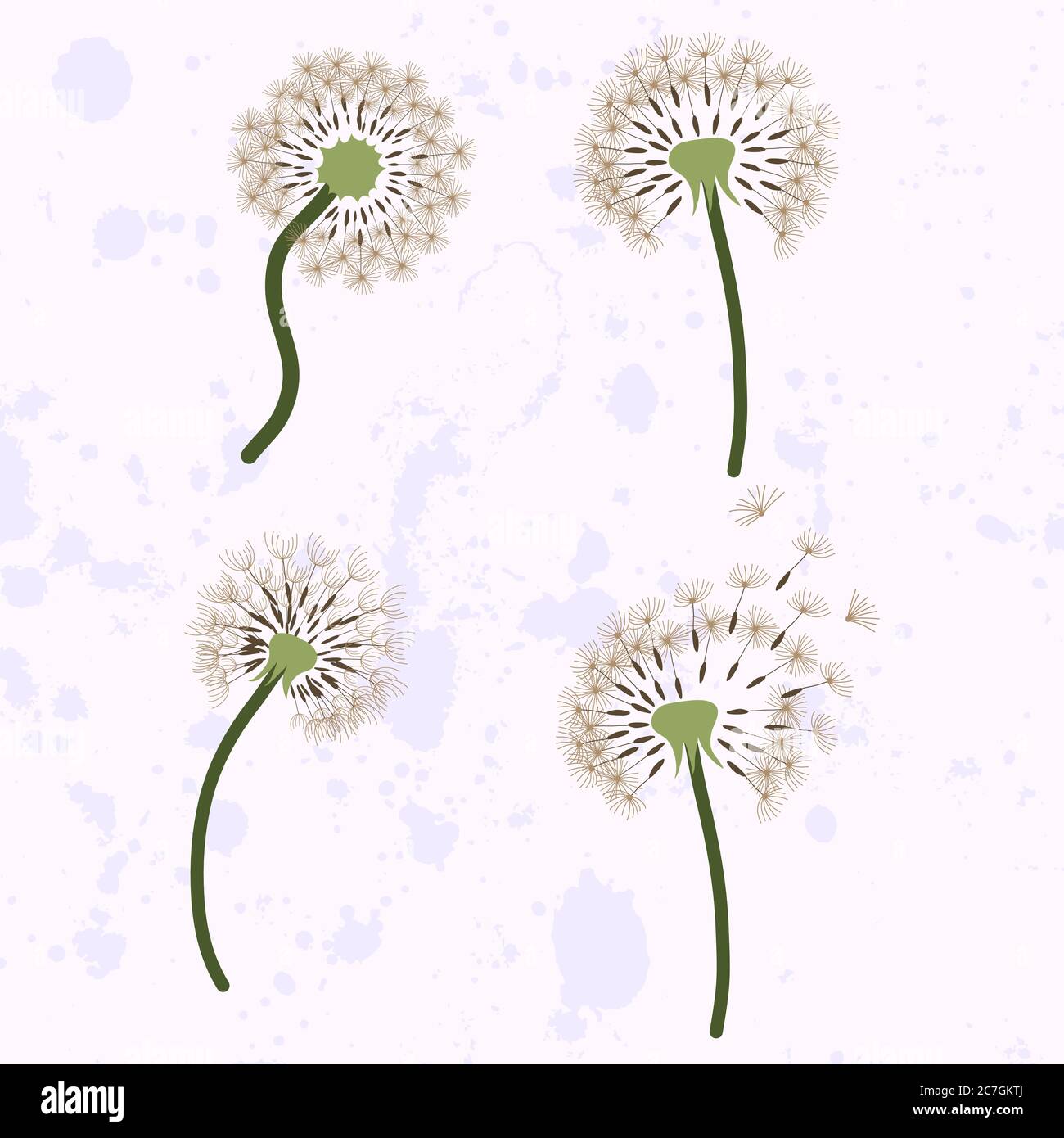 Set di quattro dente di leone con semi volanti. Immagine per biglietti d'auguri, tessuto, carta. Modello vettore. Illustrazione Vettoriale