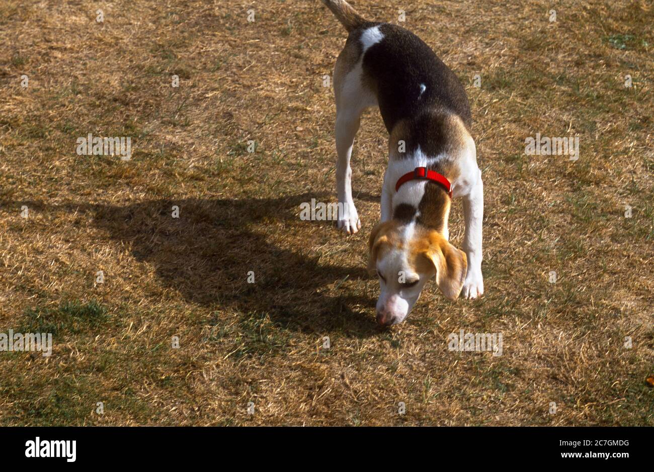 Beagle Puppy Sniffing terreno seguendo Trail Foto Stock