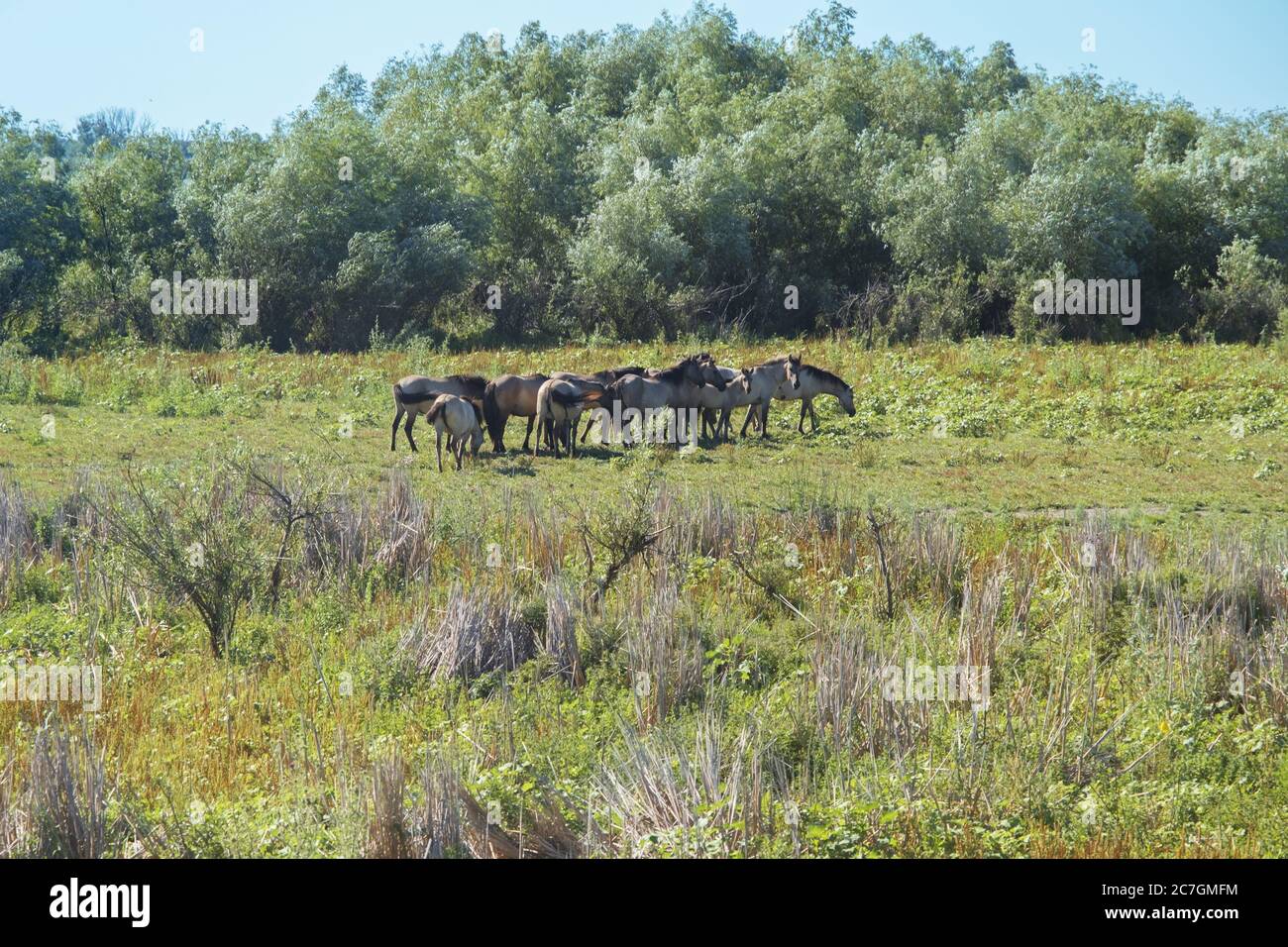 Mandria di Konik Selvatica o cavallo primitivo polacco nel delta del Danubio dell'Ucraina Foto Stock