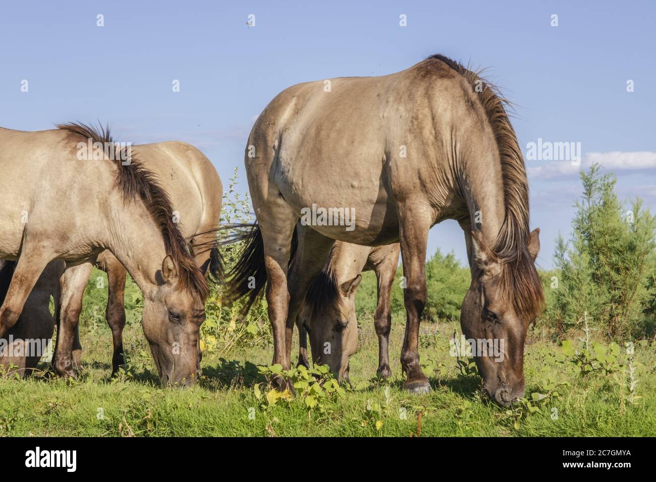 Mandria di Konik Selvatica o cavallo primitivo polacco nel delta del Danubio dell'Ucraina Foto Stock