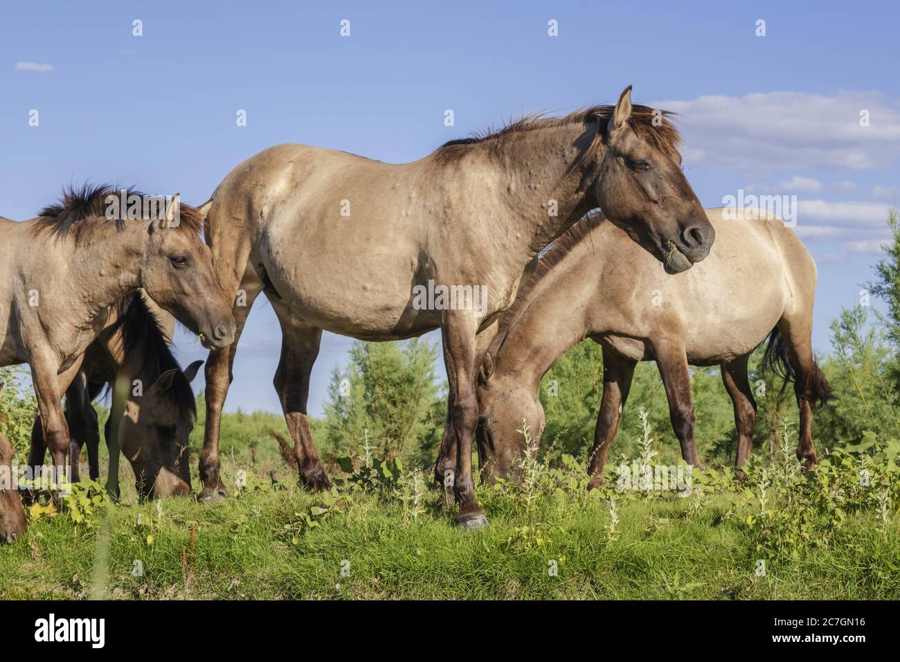 Mandria di Konik Selvatica o cavallo primitivo polacco nel delta del Danubio dell'Ucraina Foto Stock