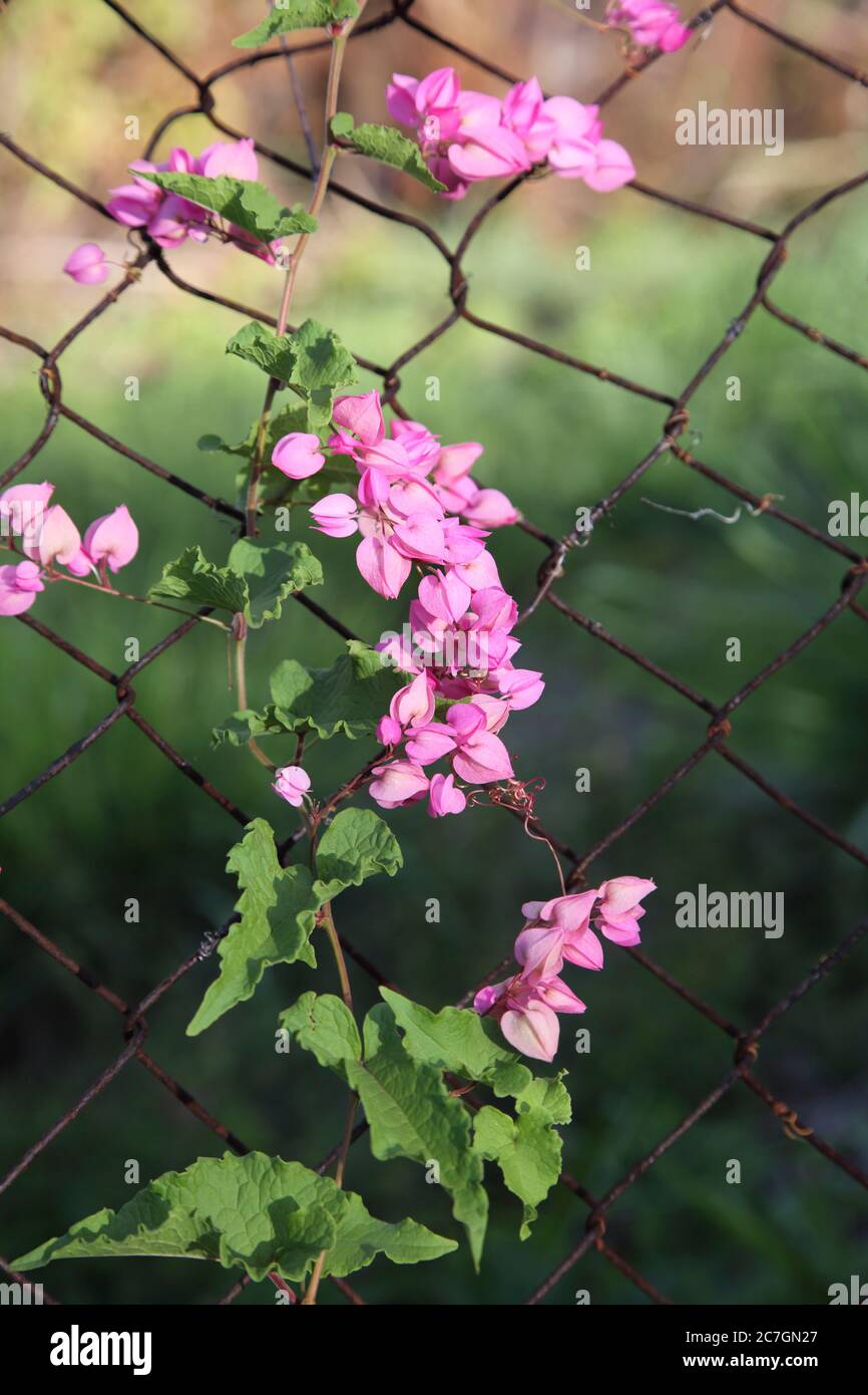 Strada per Fort George Grenada Pink Flowers su Chain-link Fence Foto Stock