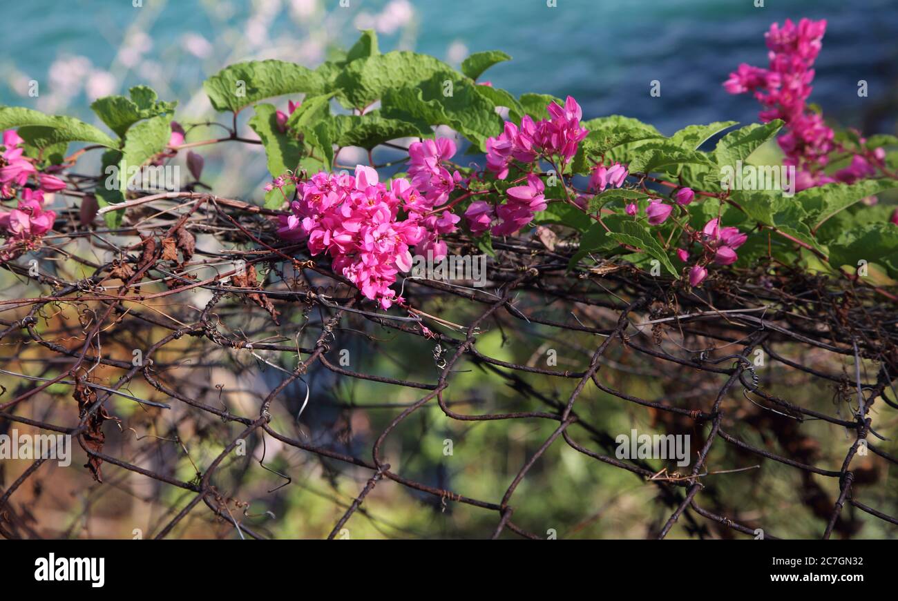 Strada per Fort George Grenada Pink Flowers Chain-link recinto Foto Stock