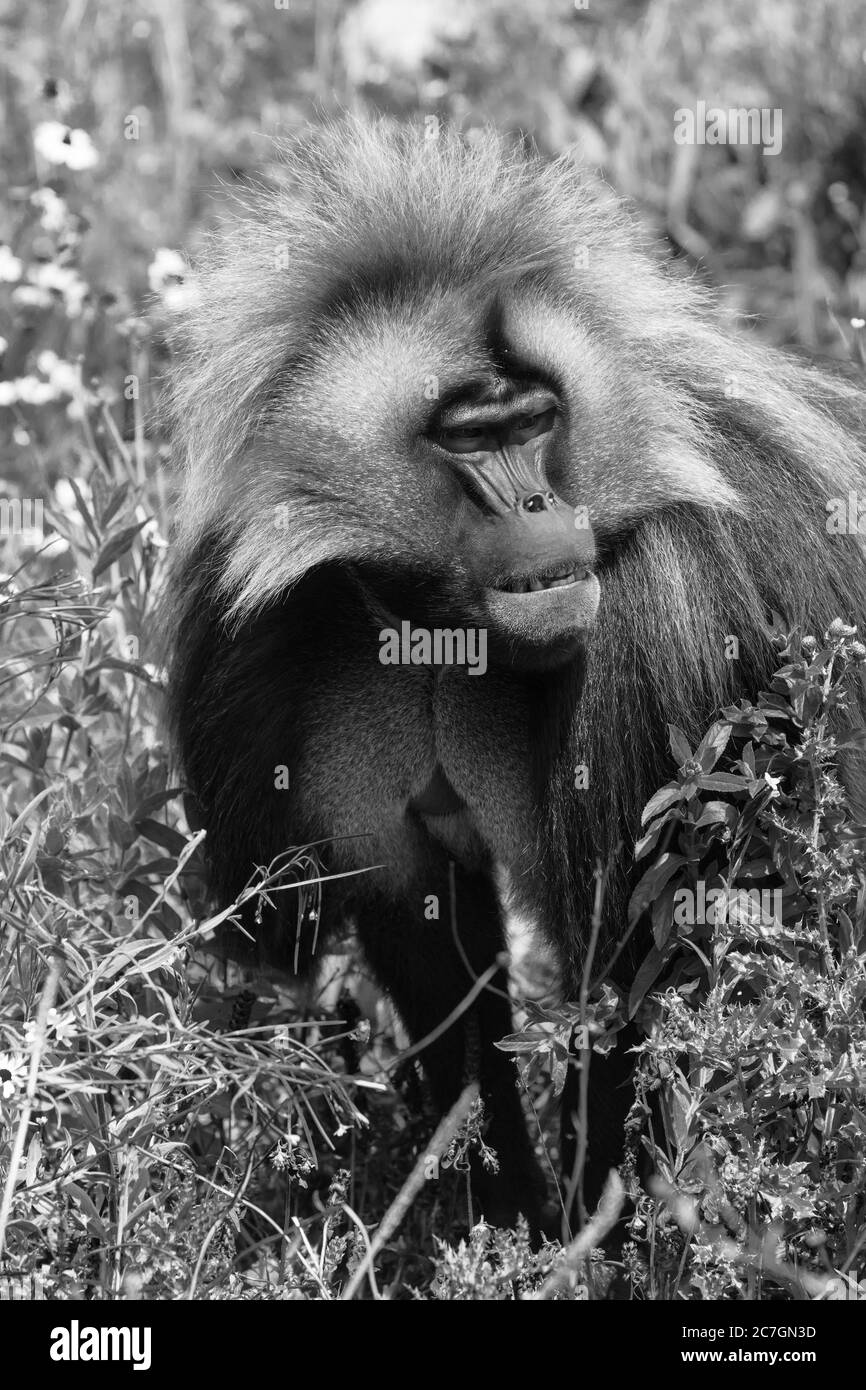 Maschio Gelada ((Theropithecus gelada) progetto Wild Place, Bristol Inghilterra UK. Luglio 2019 Foto Stock