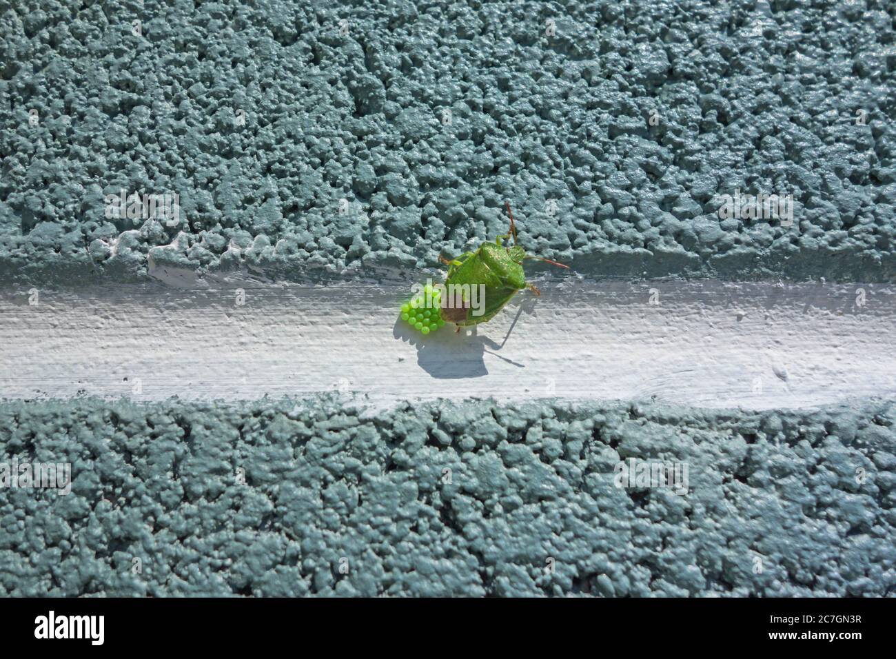 Comune Green Shield bug (Palomena prasina) che depone le uova su muro di blocco. Hereford UK aprile 2020 Foto Stock
