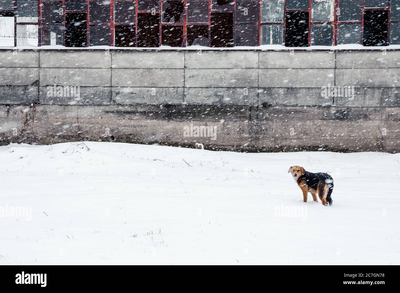 Cane in piedi in un terreno coperto di neve con un edificio abbandonato sullo sfondo Foto Stock
