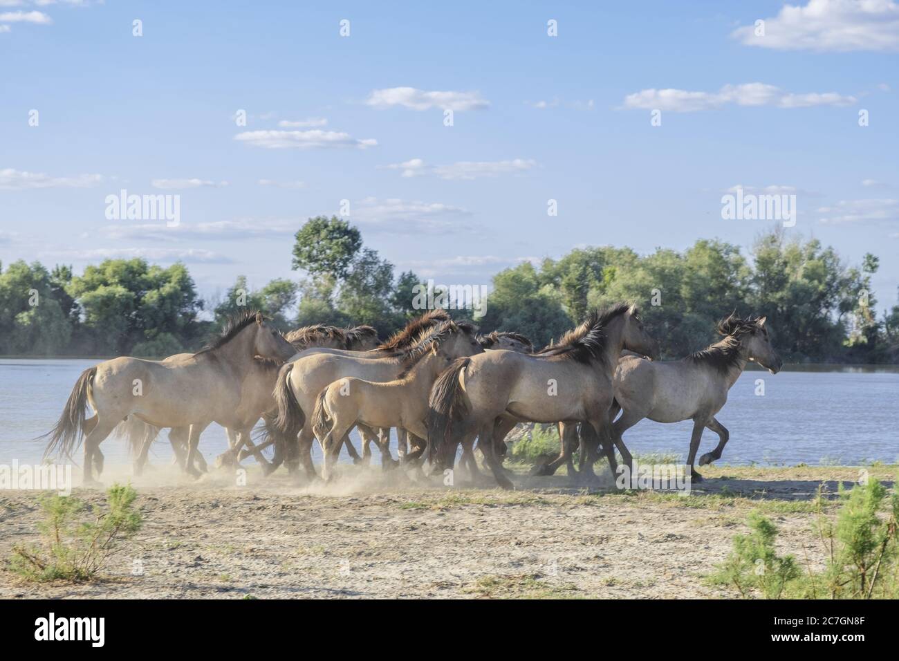 Mandria di Konik Selvatica o cavallo primitivo polacco nel delta del Danubio dell'Ucraina Foto Stock
