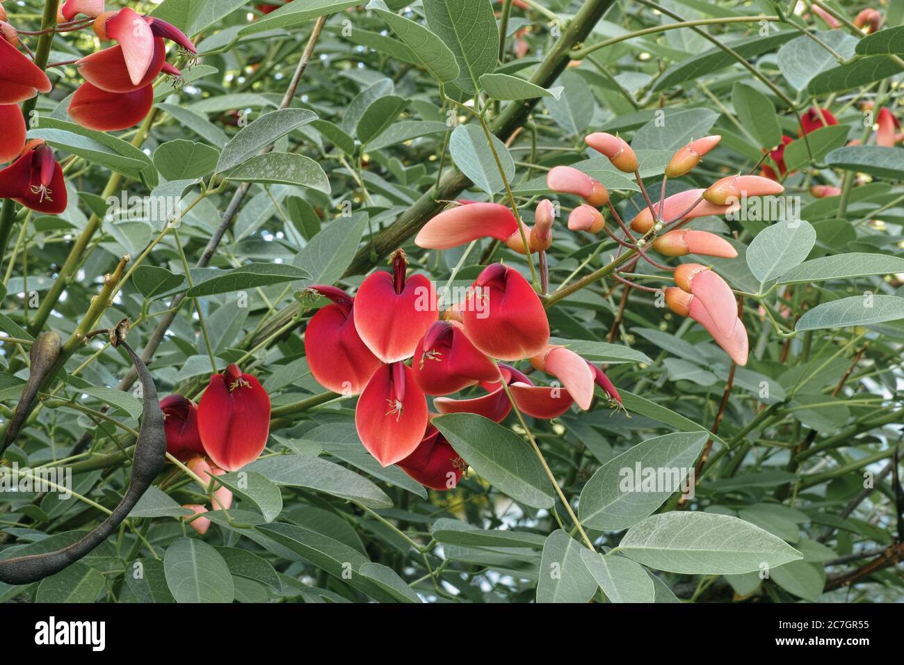 corallo, fiori e foglie, Erythrina crista galli, Fabaceae Foto Stock