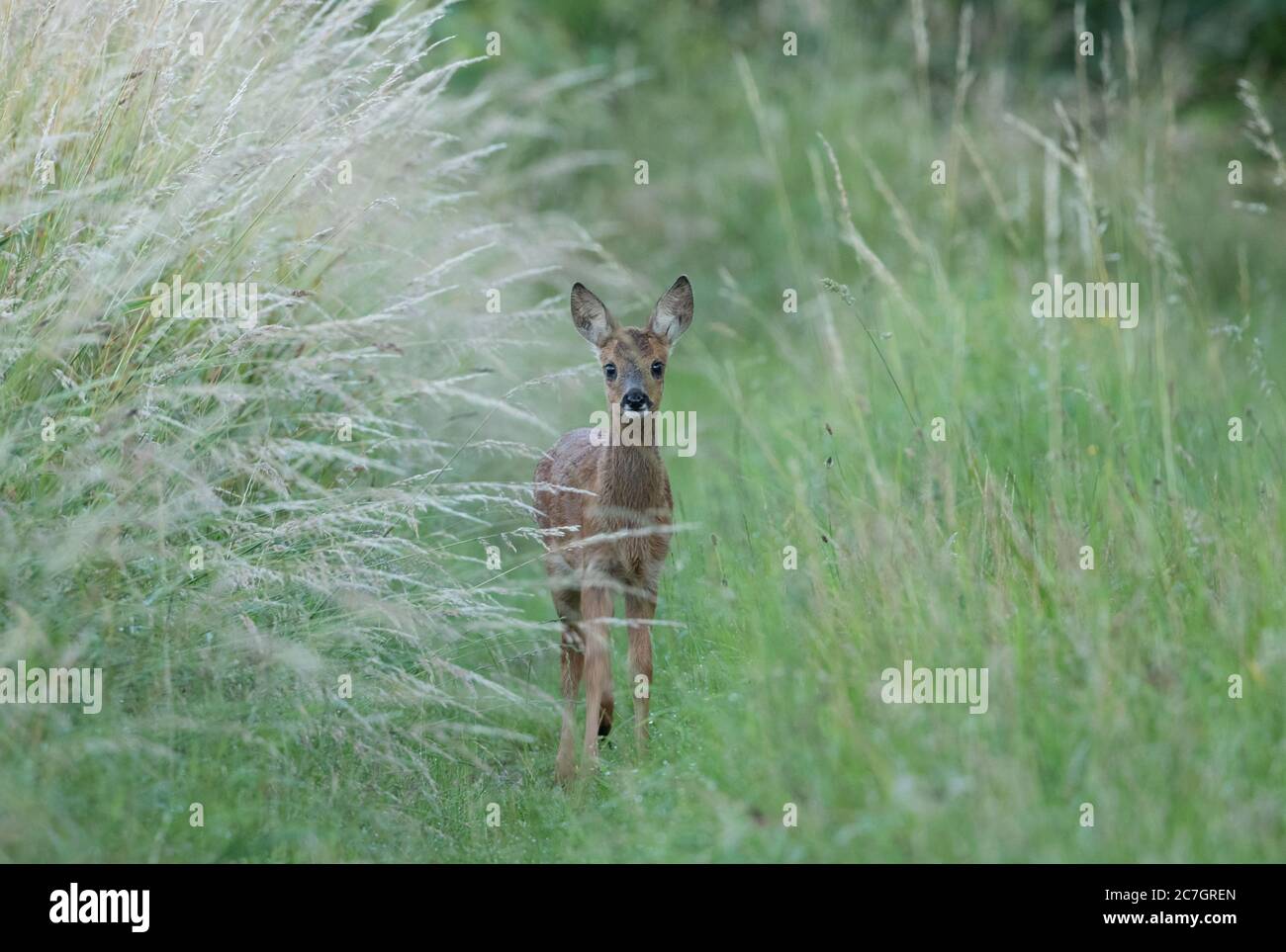 Un capretto capriolo esplora il suo mondo, Old Bilton, Harrogate, North Yorkhire Foto Stock