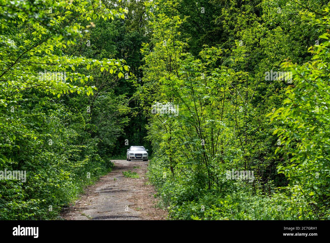 Auto bianca che guida in una foresta di primavera verde Foto Stock