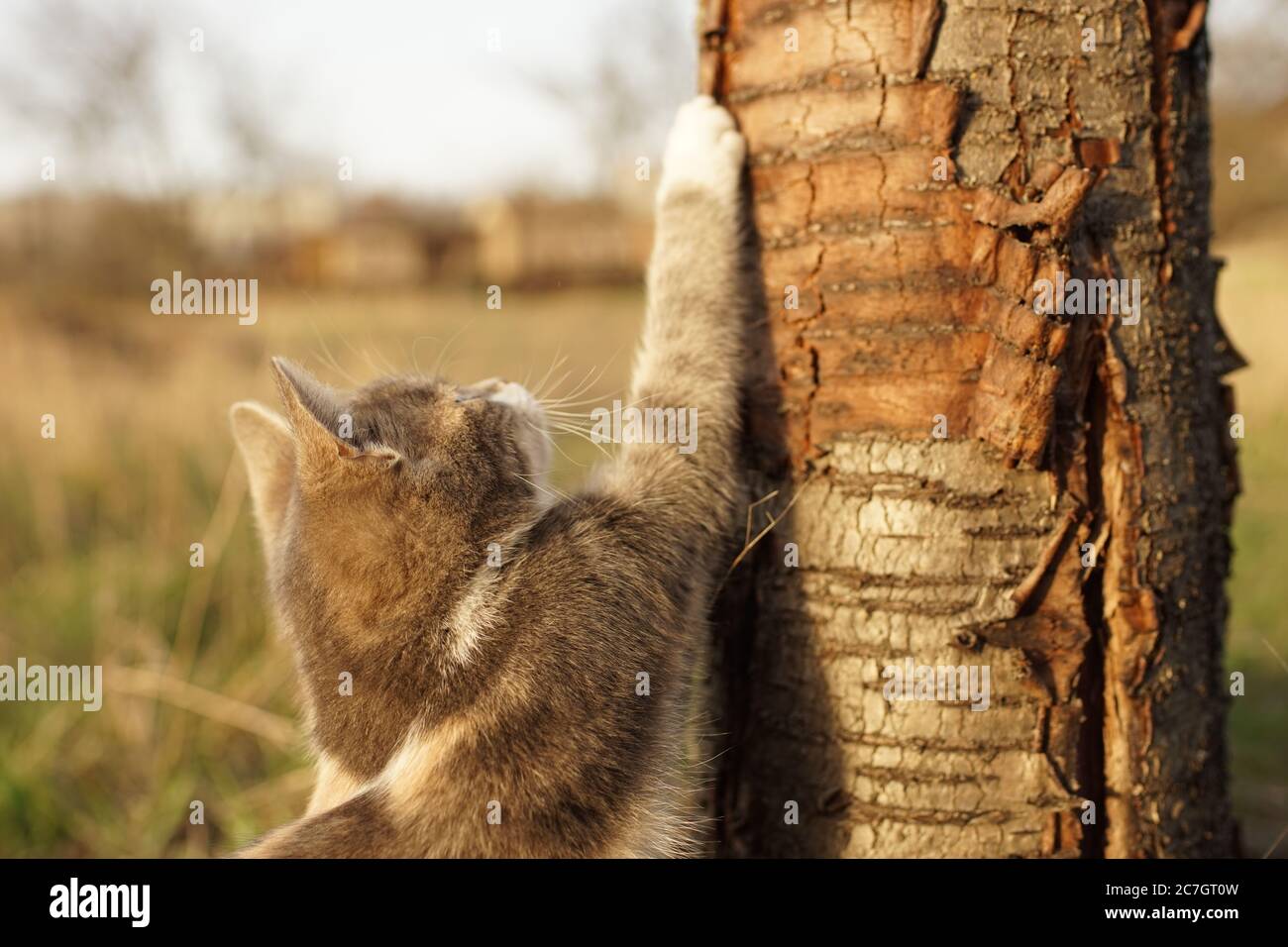 Il gatto macchiato di cenere affila i suoi artigli su un tronco di albero nel giardino Foto Stock