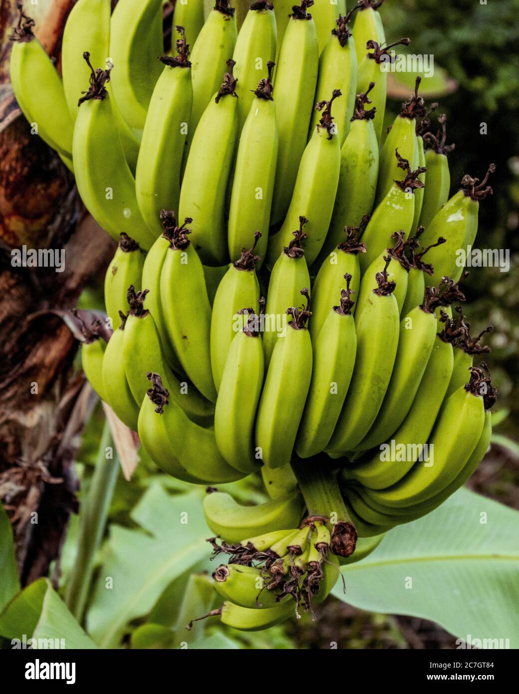 Mazzo verde di banane non mature su un albero Foto Stock