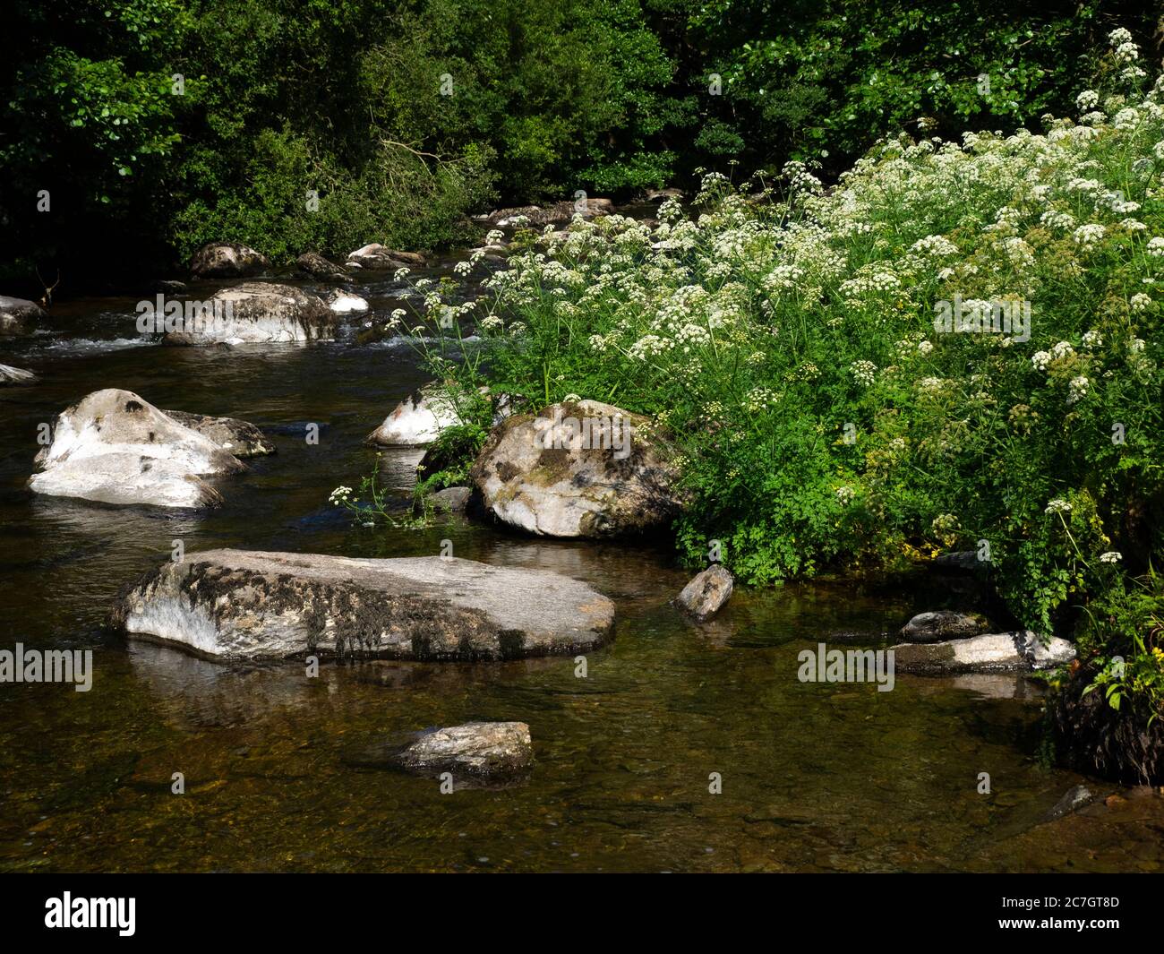 Oenantthe croccata, Hemlock Water Dropwort, che cresce accanto al fiume East Lyn, Watersfeet, Exmoor, Devon, UK Foto Stock