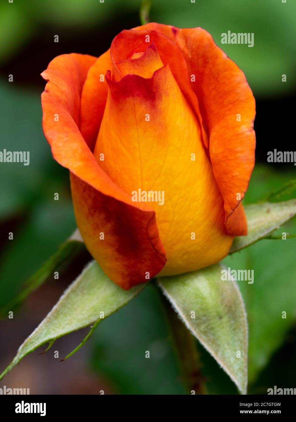 Arancio e rosa rossa, luglio Regno Unito, Foto Stock