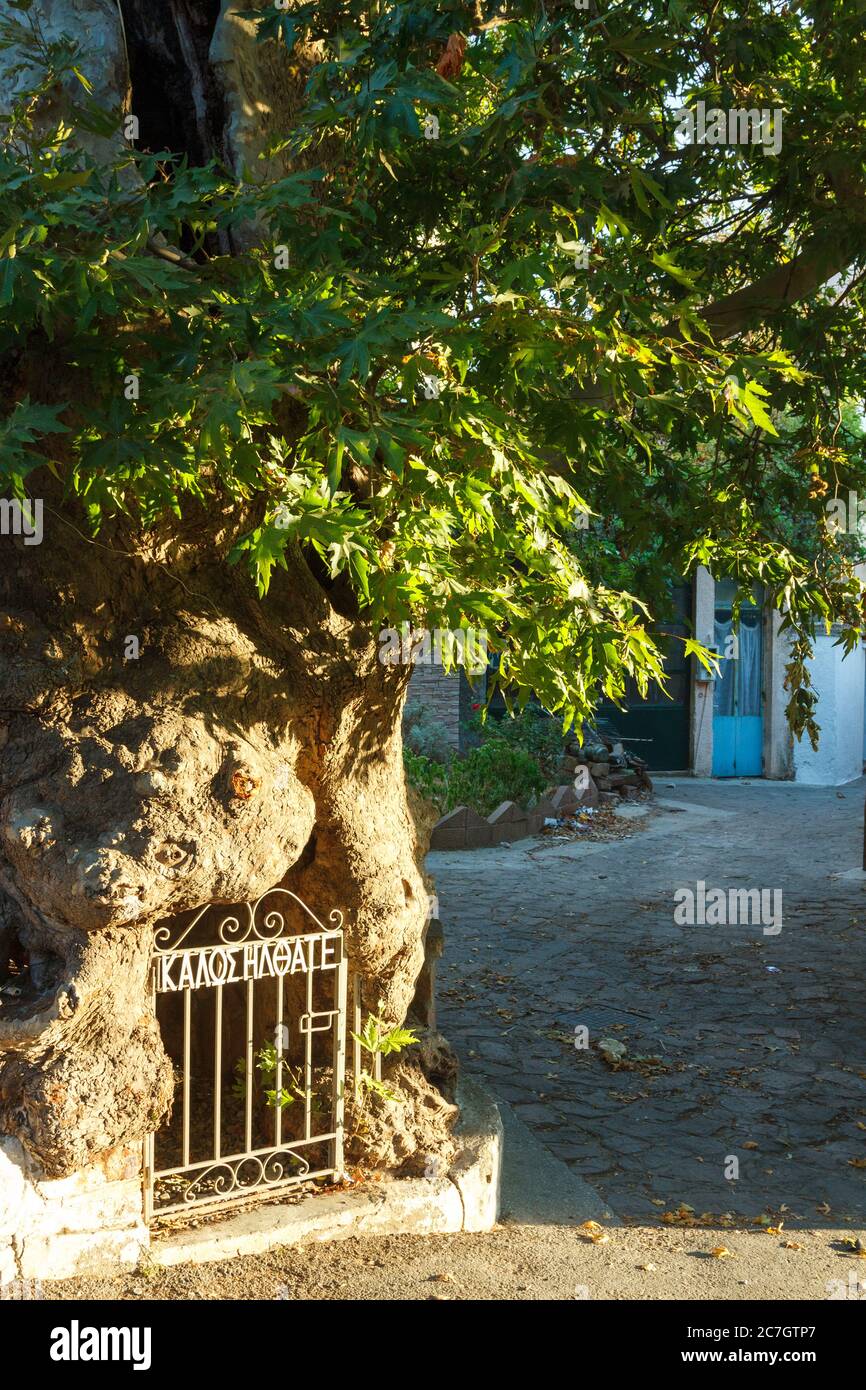 Agra villaggio, il grande tronco d'albero nella piazza principale del villaggio, abbastanza grande da avere una porta di ferro in esso che dice 'benvenuto' in greco! Foto Stock