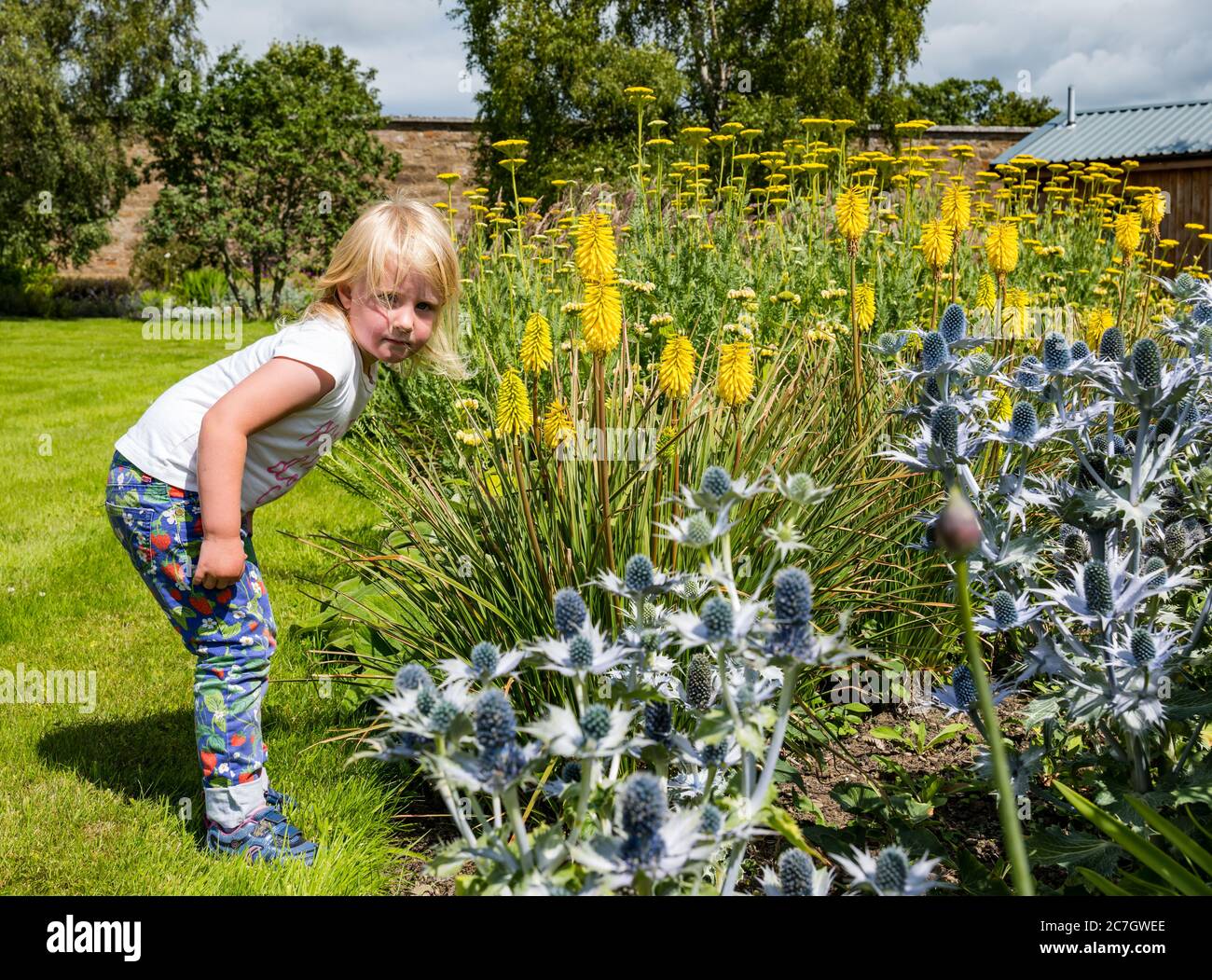 Giovane ragazza con fiori e agrifoglio (Eryngium), Giardino murato di Amisfield, Haddington, East Lothian, Scozia, Regno Unito Foto Stock