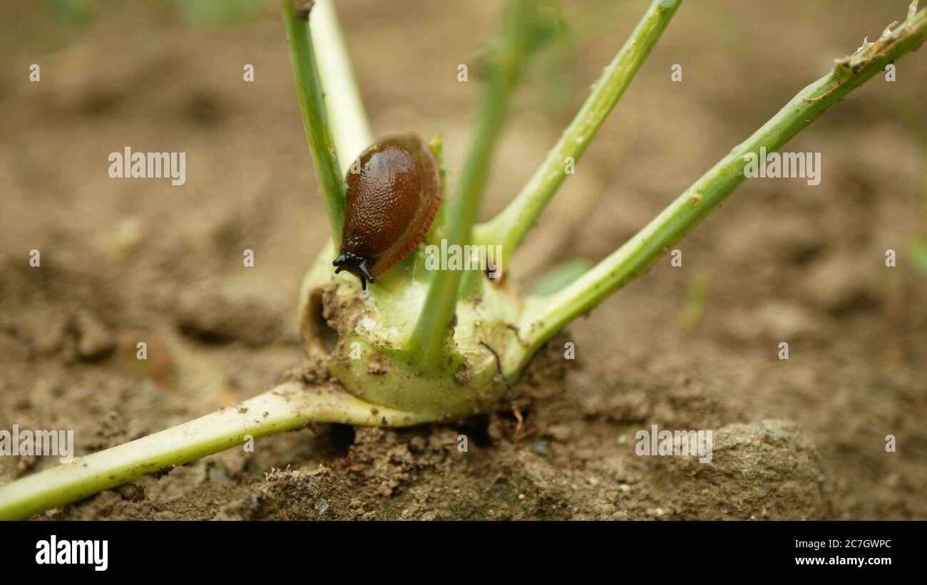 Parassiti di lumaca di Arion vulgaris spagnolo parassitizes su kohlrabi cavolo rapa Brassica oleracea gongylodes che si muovono nel giardino, mangiare pianta matura Foto Stock