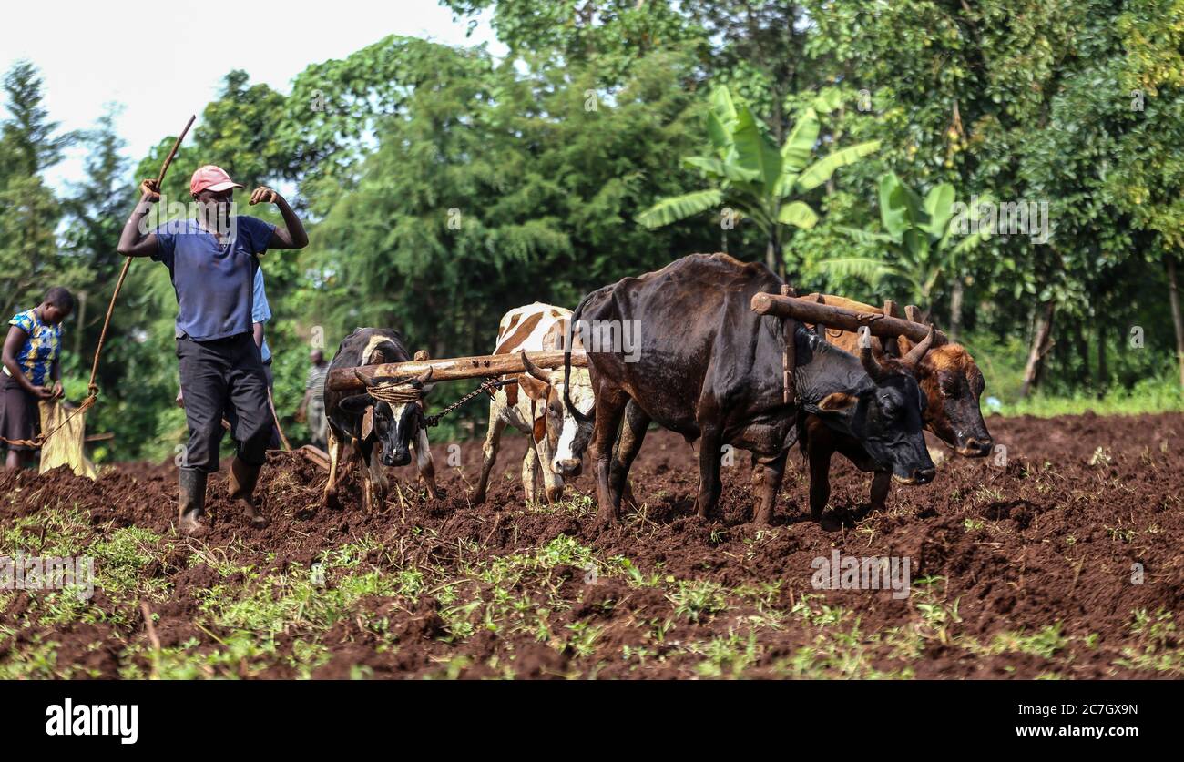 Kericho, Kenya. 17 luglio 2020. Gli agricoltori usano un buoi per arare la loro fattoria nella contea di Kericho, Kenya in mezzo a Coronavirus (COVID-19) Crisis.Maize è un alimento di base nella maggior parte delle famiglie keniote. Alcuni keniani che vivono in città hanno lasciato le zone rurali a causa delle difficili sfide economiche derivanti dalla pandemia del Covid-19 e hanno optato per praticare l'agricoltura su piccola scala come alcuni posti di lavoro persi. Credit: SOPA Images Limited/Alamy Live News Foto Stock