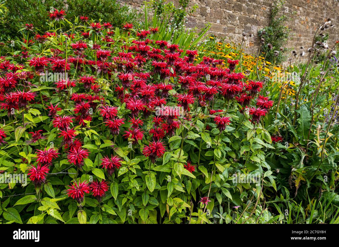 Colorato bordo di fiori erbacei con scarlatto beebalm (Monarda didyma), Amisfield murato Garden, Haddington, East Lothian, Scozia, UK Foto Stock